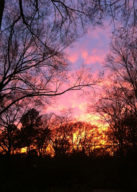Winter sunset, bare trees